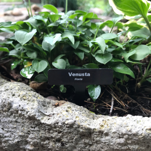 'Venusta' written in white on a discreet black steel plant label stuck in the ground in front of a lush plant
